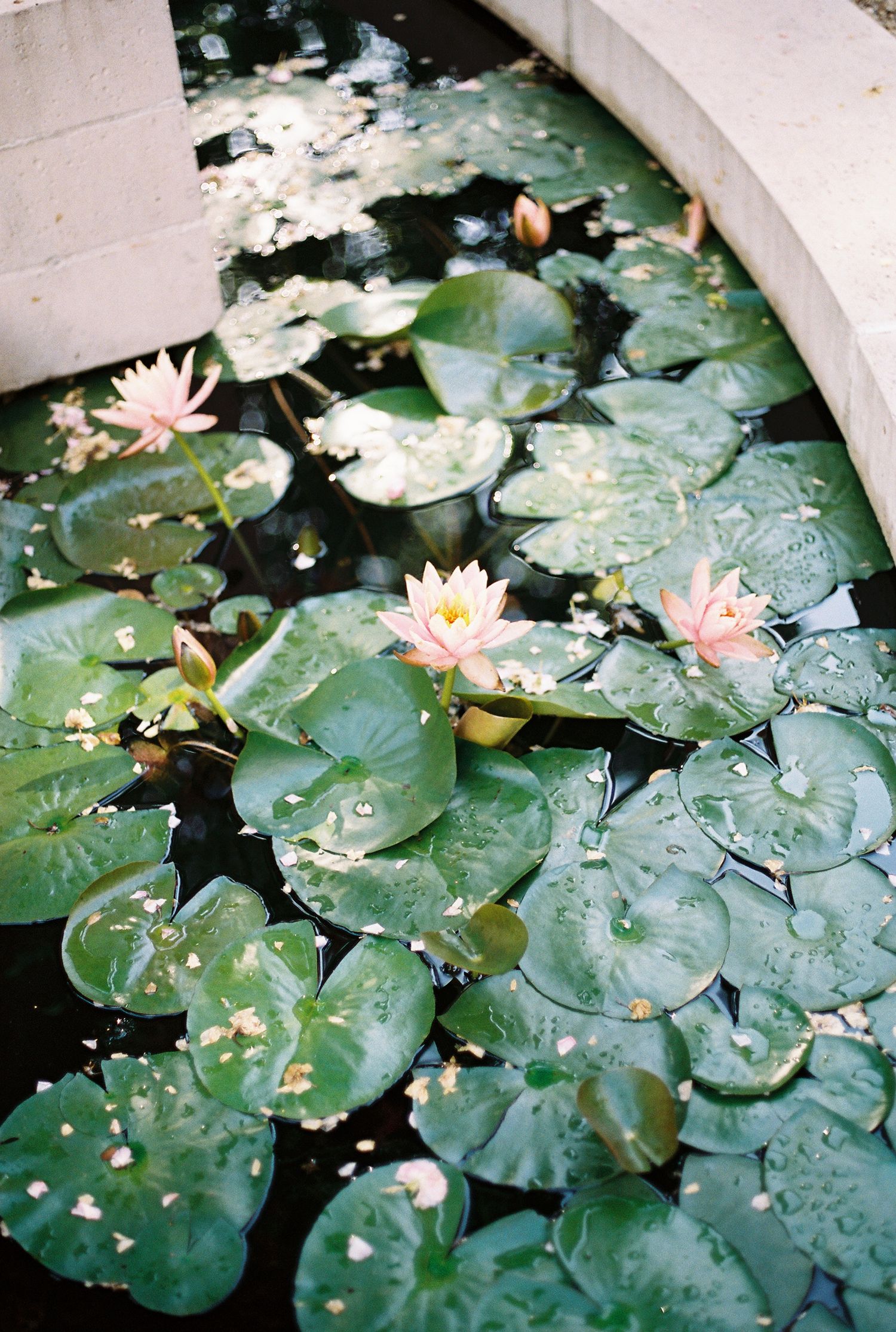 Pink water lilies bloom among large green lily pads floating on a tranquil pond with scattered water droplets.