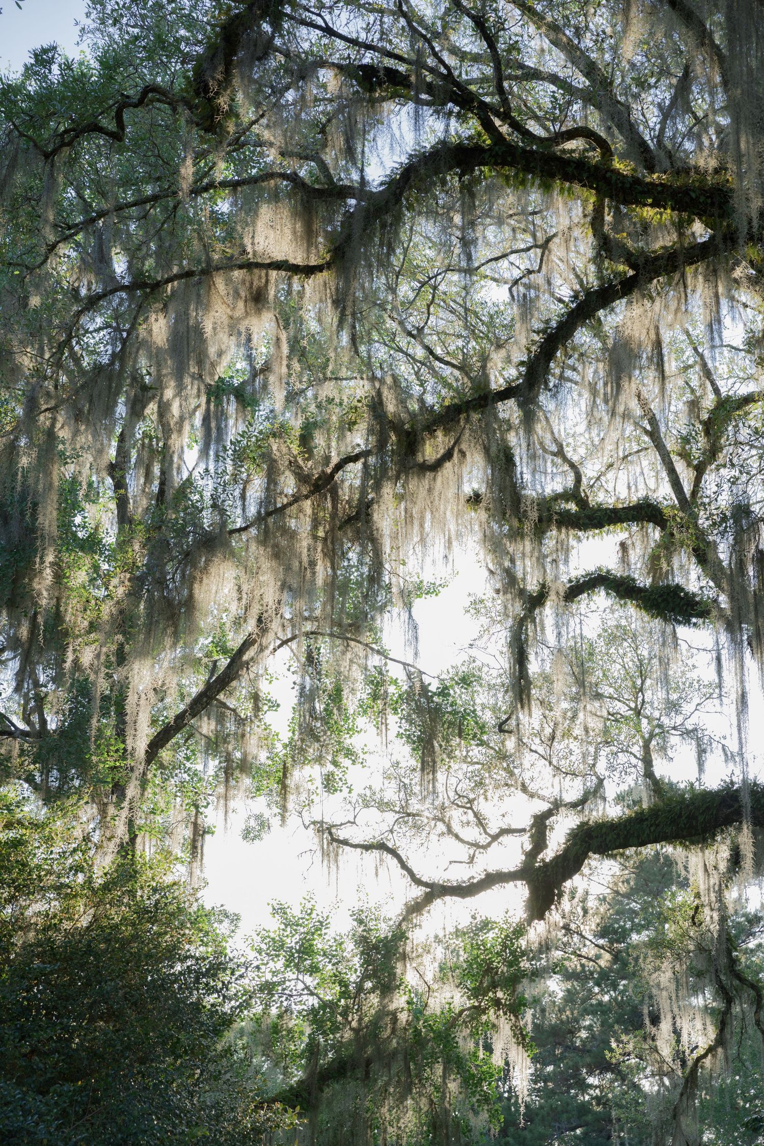 Golden sunlight streams through sprawling branches draped in Spanish moss at a picturesque Southern wedding venue.