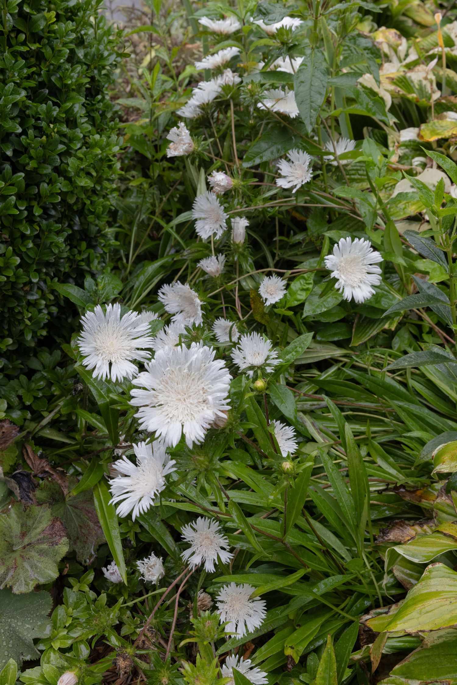 White fluffy Stokes aster flowers bloom among lush green foliage beside a trimmed boxwood hedge in a sunlit garden border.
