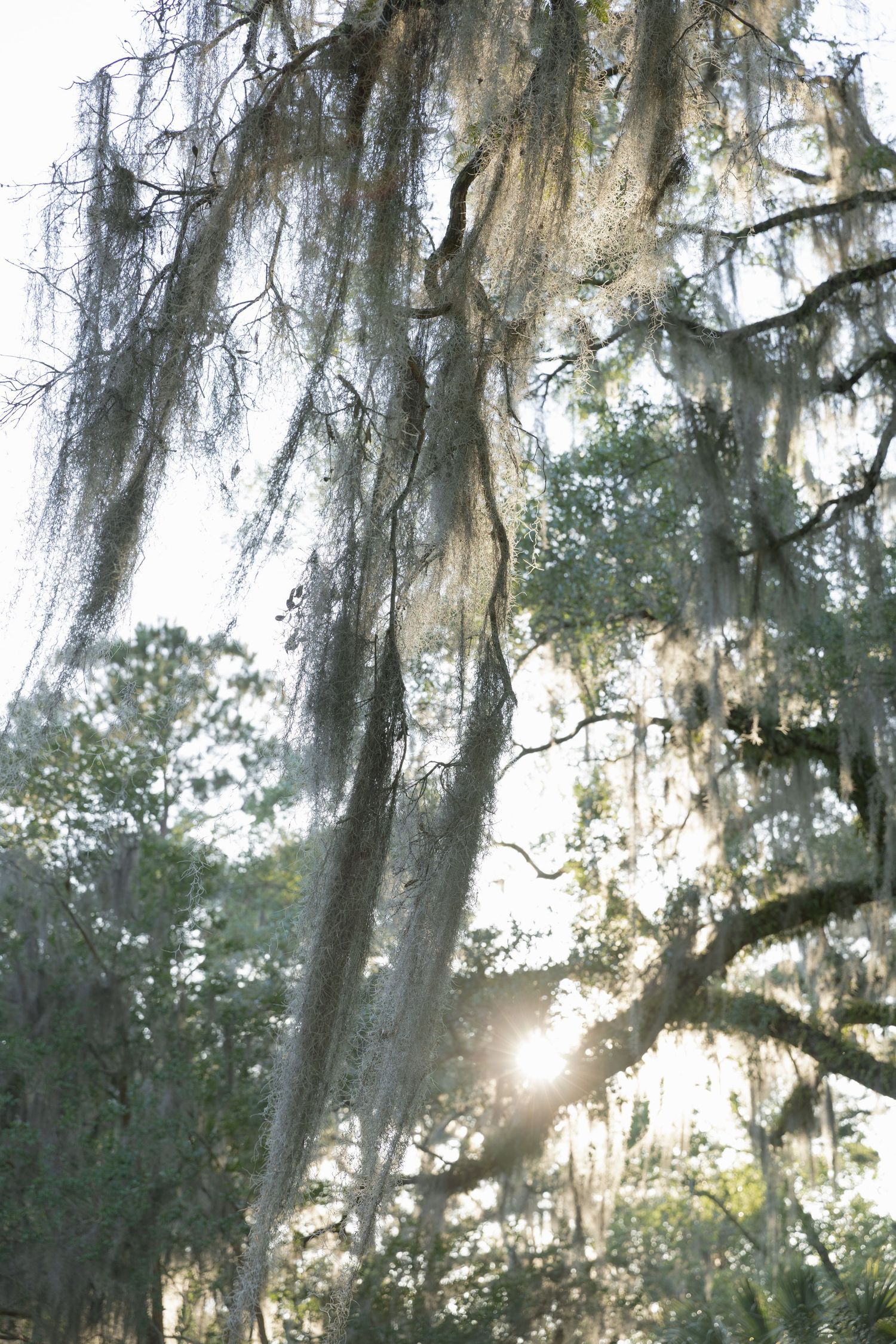 Sunlight filters through cascading Spanish moss hanging from ancient oak tree branches in Southern landscape.
