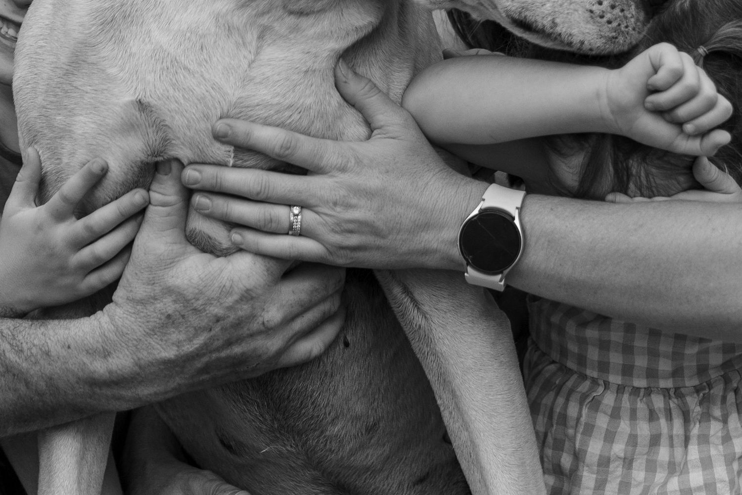 Series of close-up shots showing hands petting and interacting with a white dog.