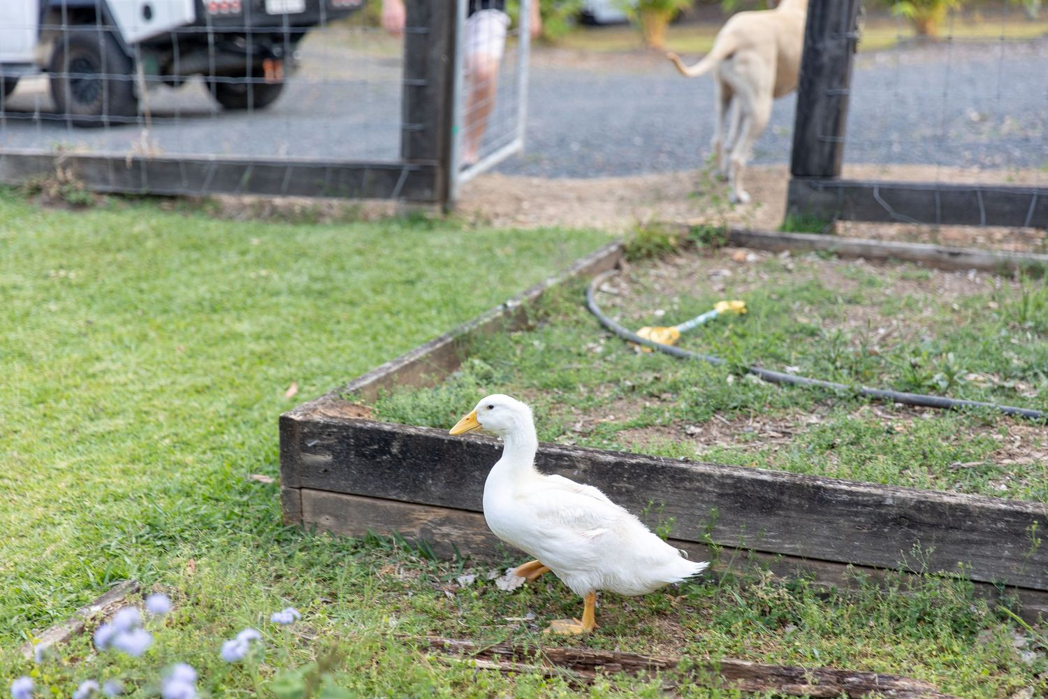 White duck walking on grass near wooden garden beds in backyard setting.