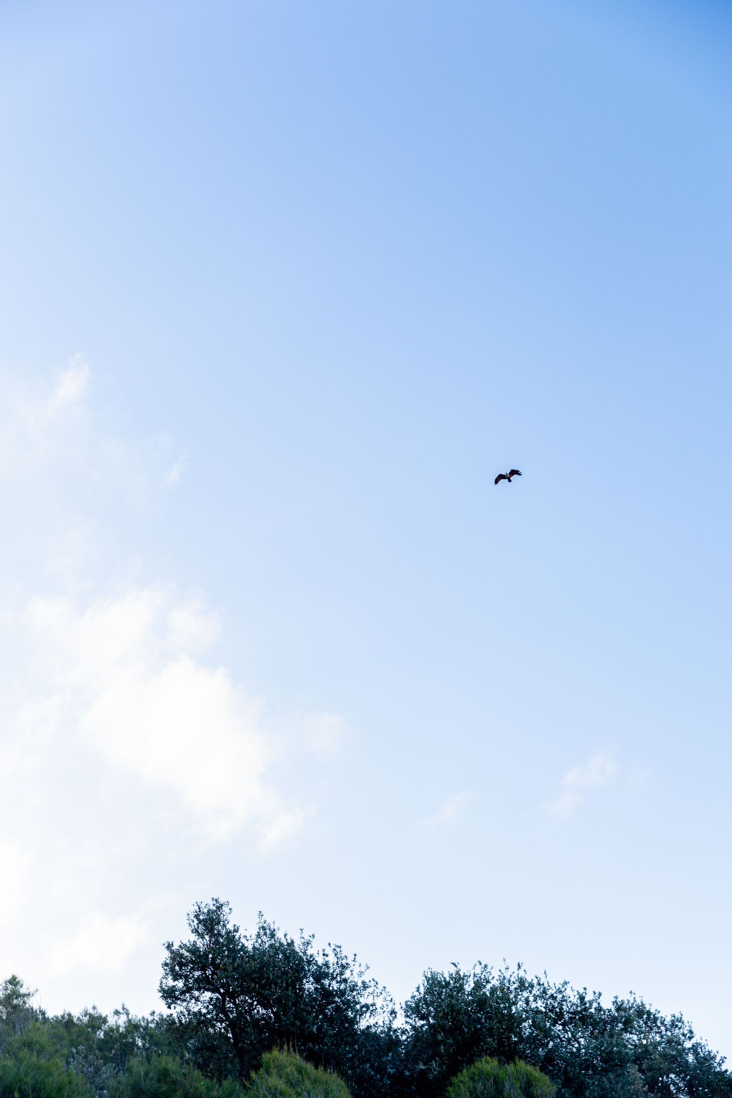 Silhouette of trees against a bright blue sky with scattered clouds.