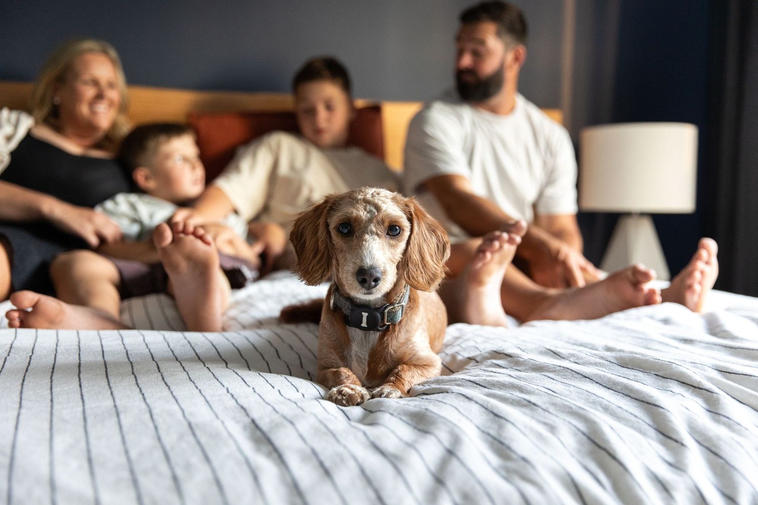 Family lounges together on a white bed with their beagle dog.