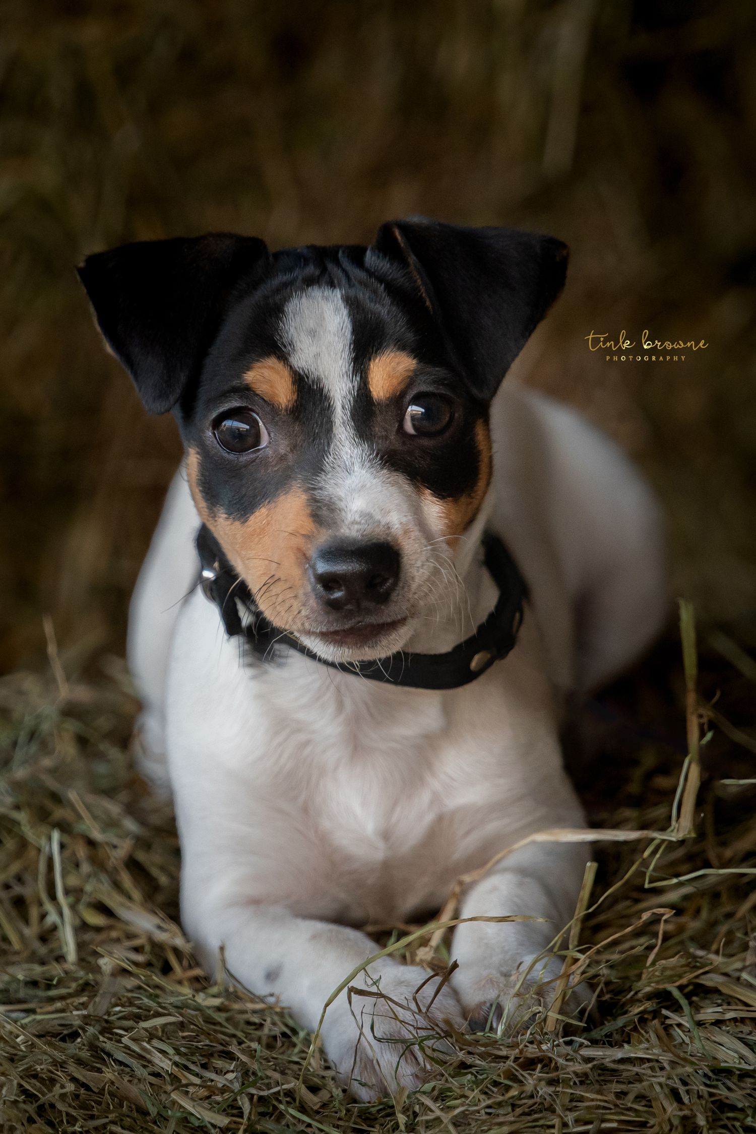 Jack Russel
