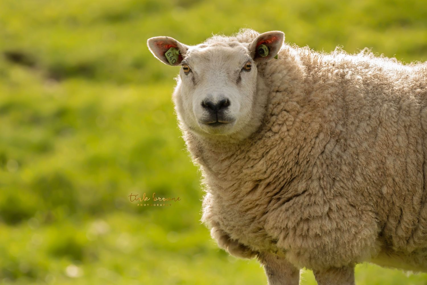 Schaap