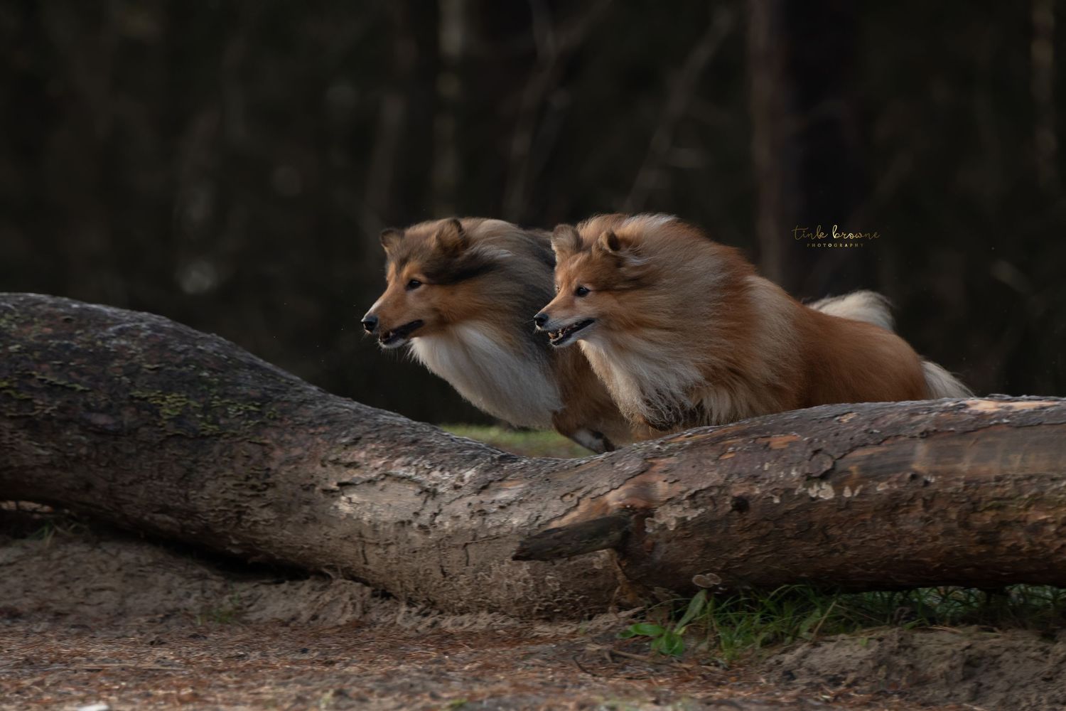 Dexter & Flynn