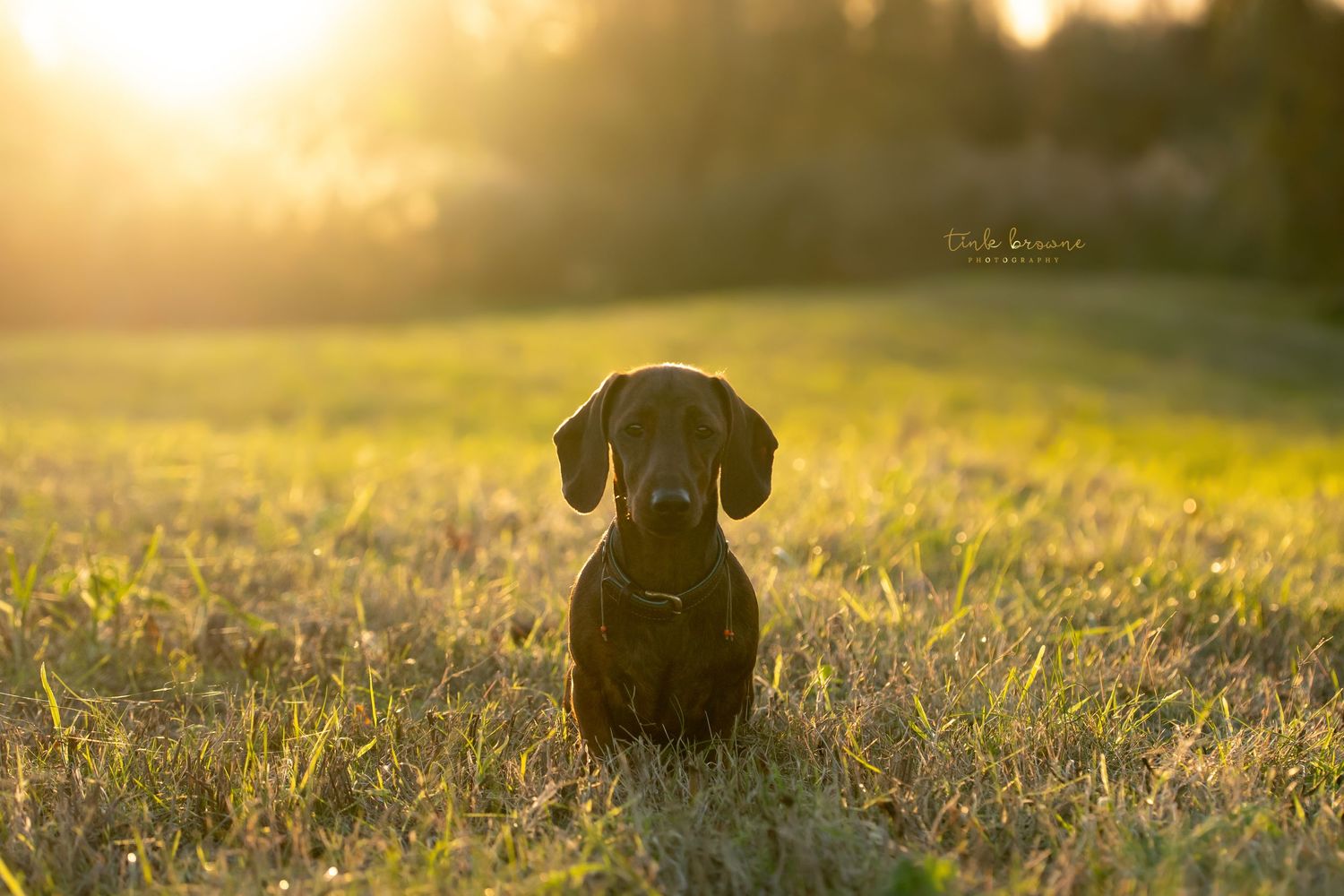 Pepper