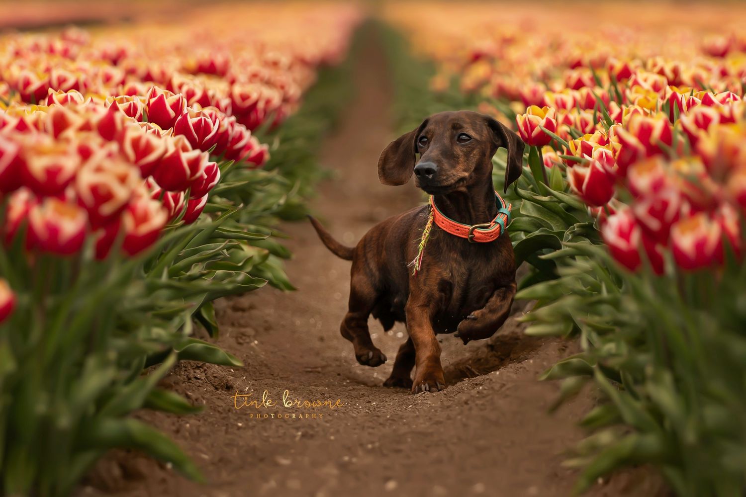 Pepper
