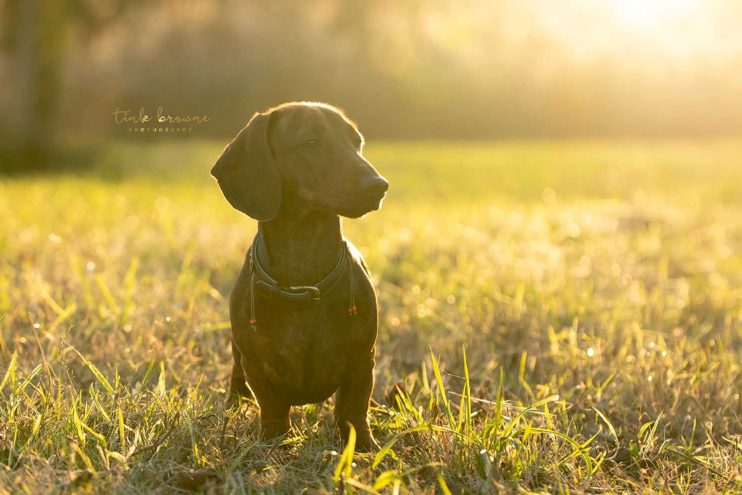 Pepper