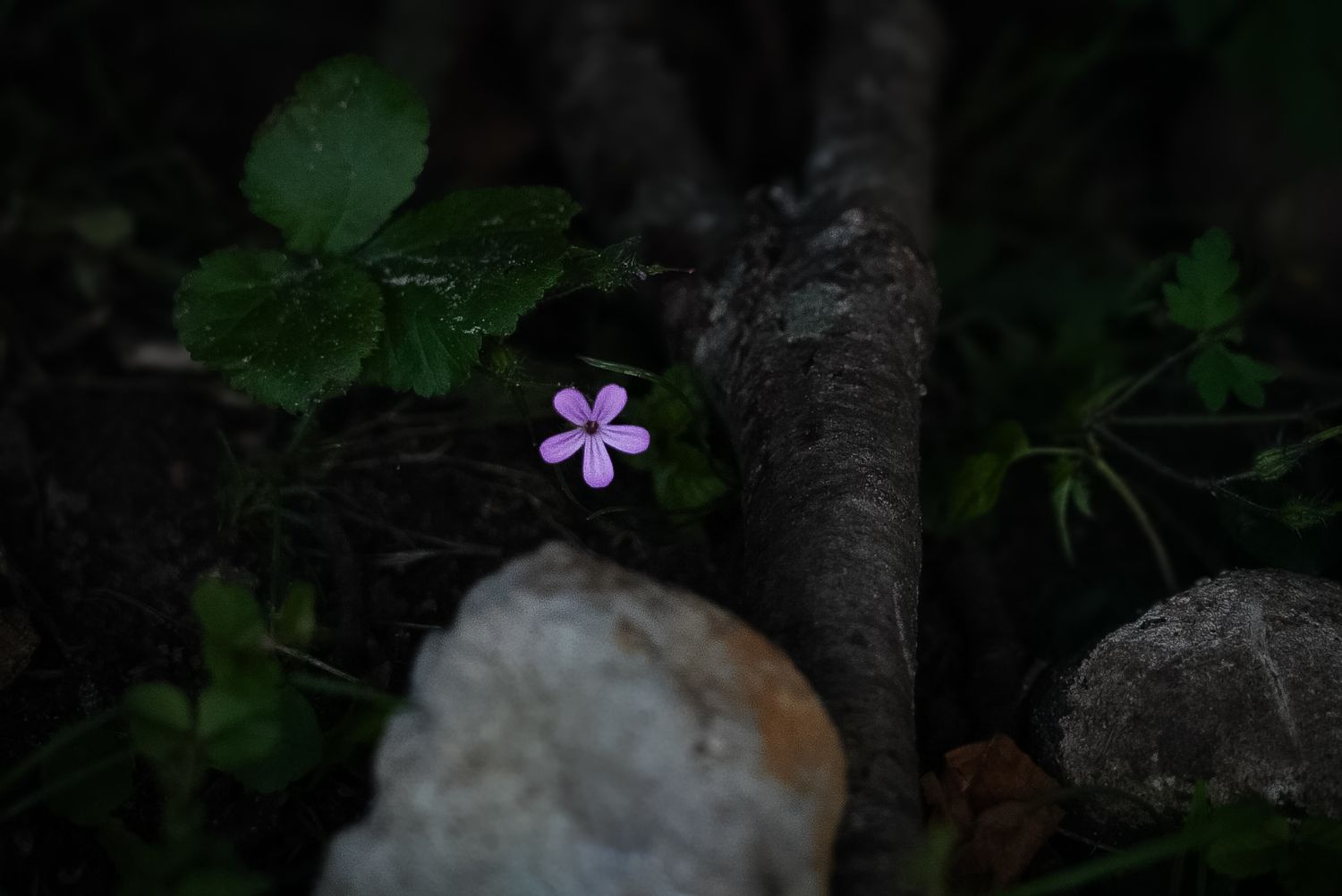 A tiny purple wildflower blooming against a dark forest backdrop.