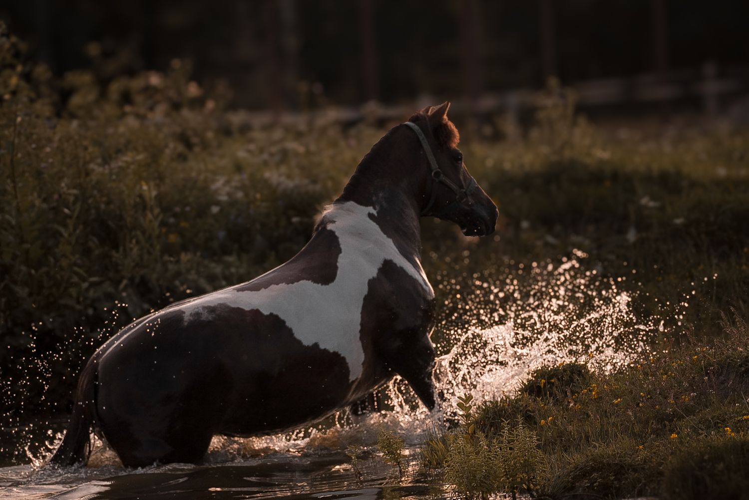 A spotted horse splashing through water at sunset creating golden spray.
