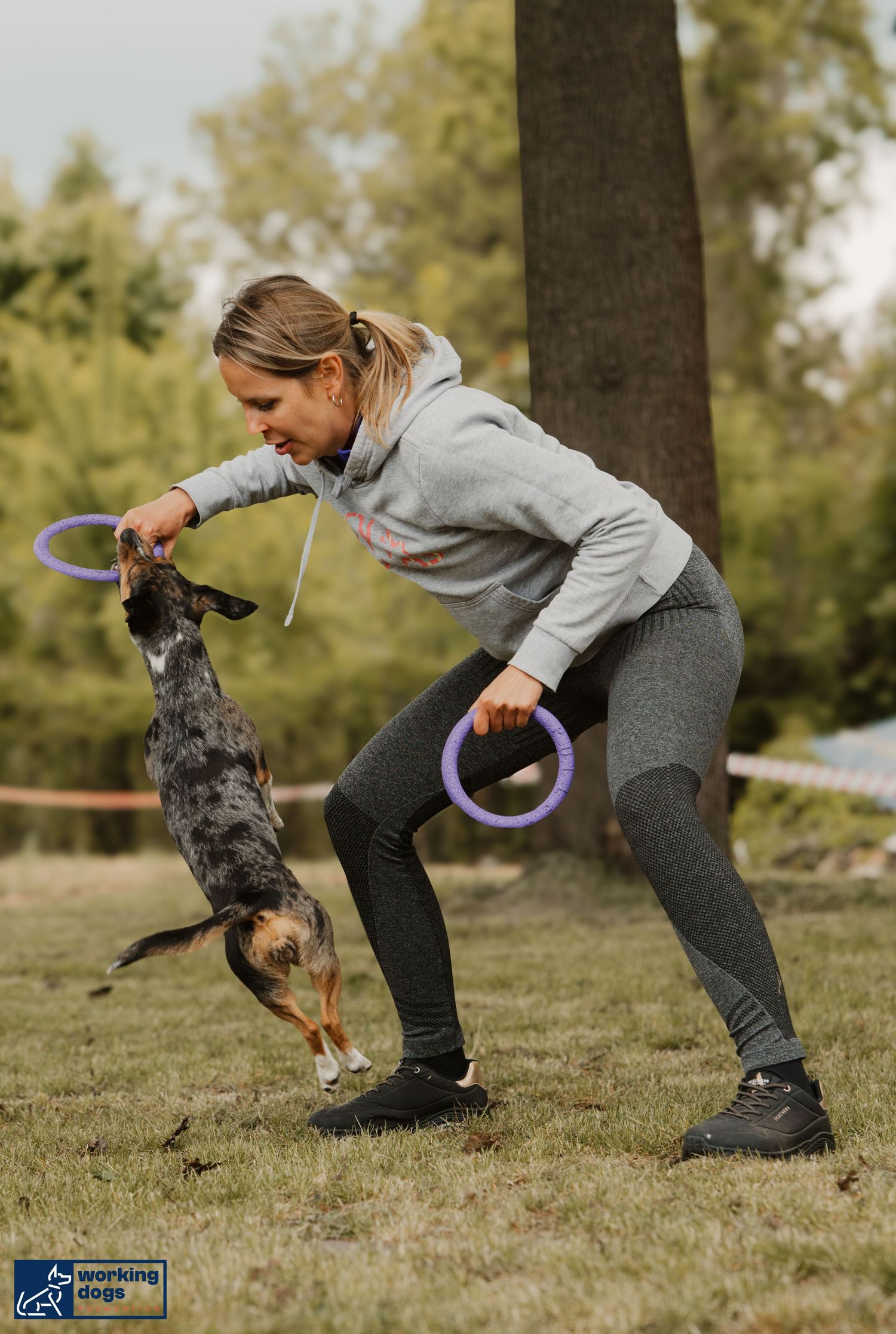 Australian cattle dog jumps for purple ring toys during outdoor training session in a park.