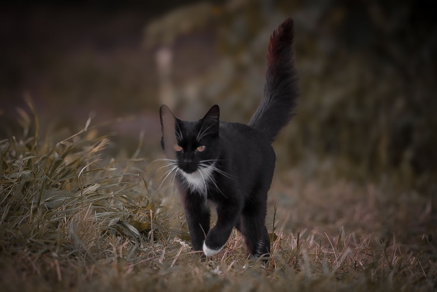 A black and white cat walking through tall grass at dusk.