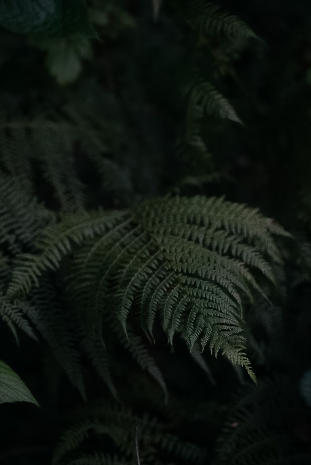 Dark moody closeup of fern fronds in a forest setting.