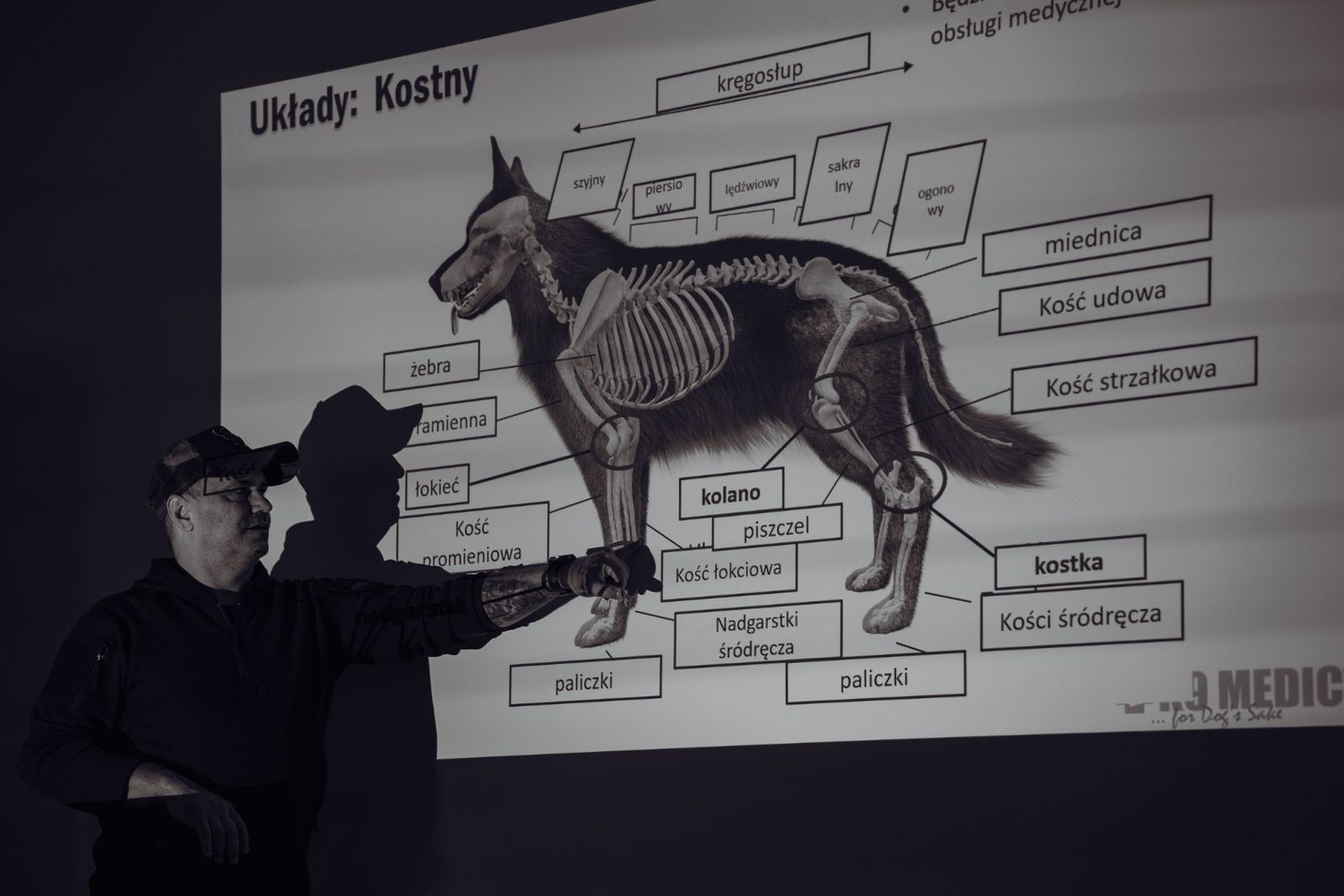 Anatomical diagram of a dog's skeletal structure being displayed on a projector screen in a dark room.