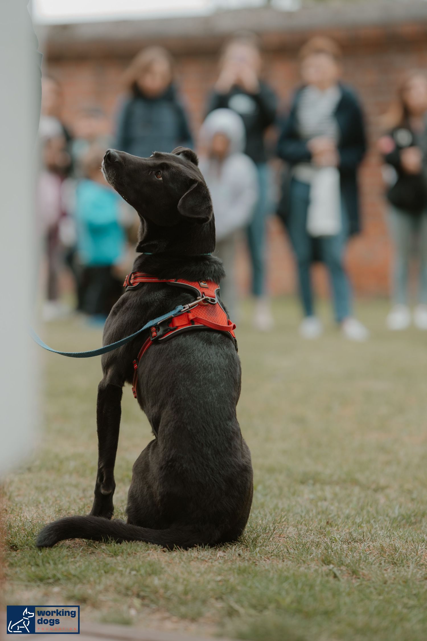 Black dog in red harness sits attentively on grass during outdoor training session with people in background.