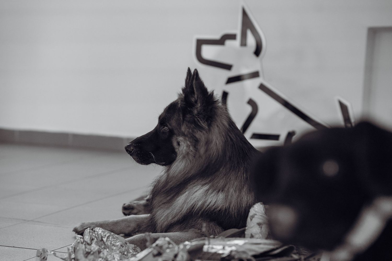 German Shepherd dog resting on the floor in a relaxed pose.