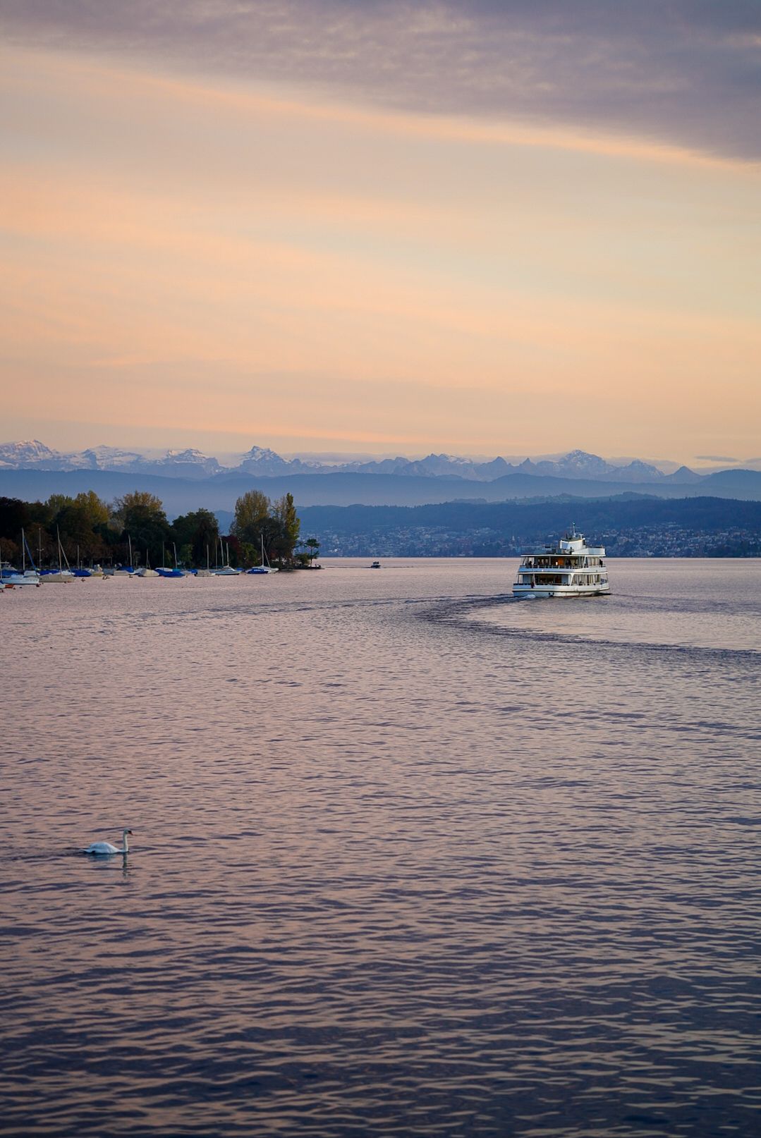 A passenger ferry cruises across a lake at sunset with mountains and trees in the background and a swan in the foreground.