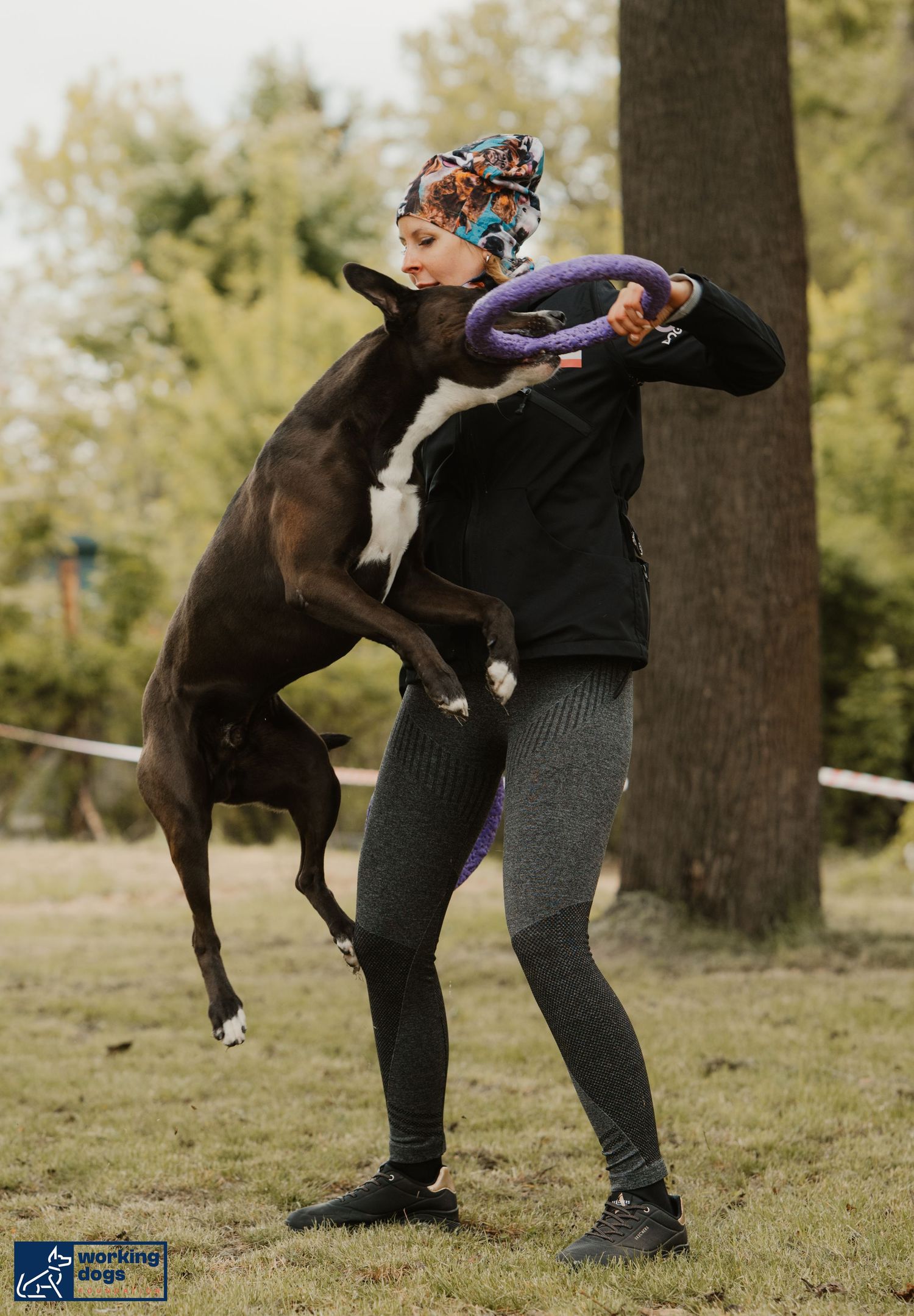 Athletic dog leaping up to grab a purple toy while playing energetically with its owner in a park setting.