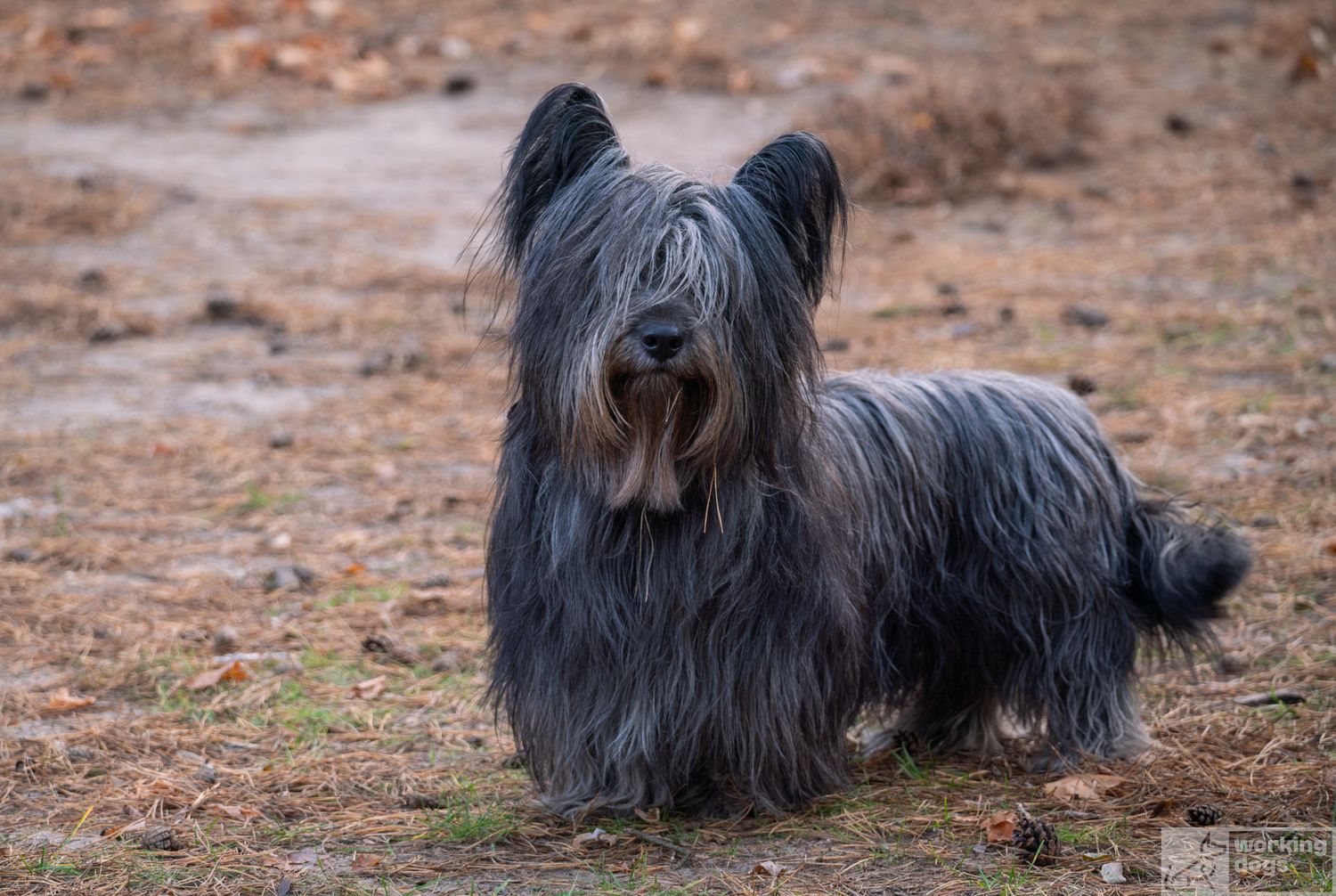 Black Skye Terrier dog with long shaggy coat standing outdoors.