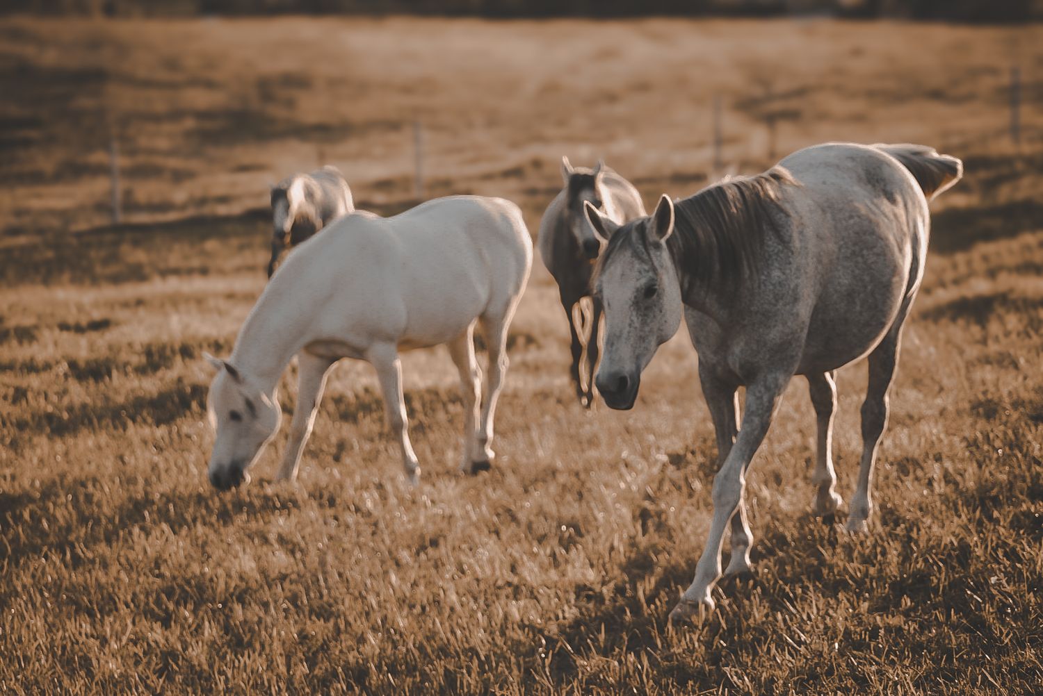 White and grey horses grazing together in a golden autumn field.