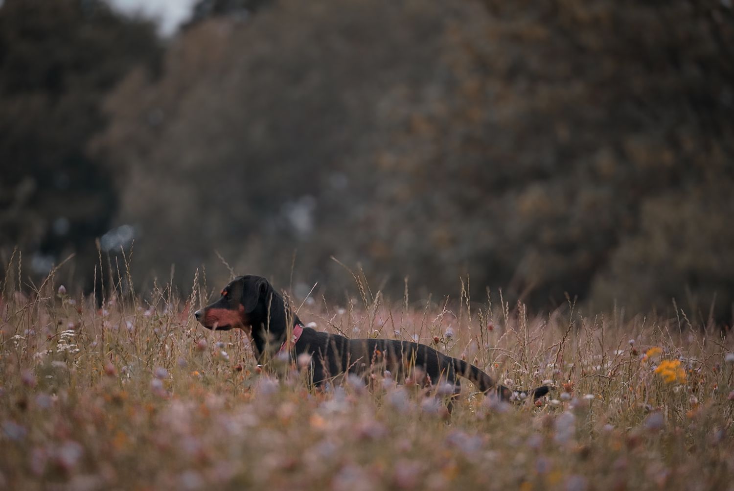 A brown dog standing alert in a field of tall grass and wildflowers.