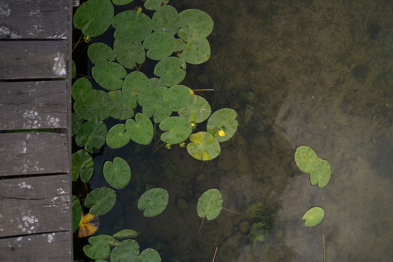 Lily pads and round leaves float on dark water next to a wooden deck creating a tranquil pond scene.