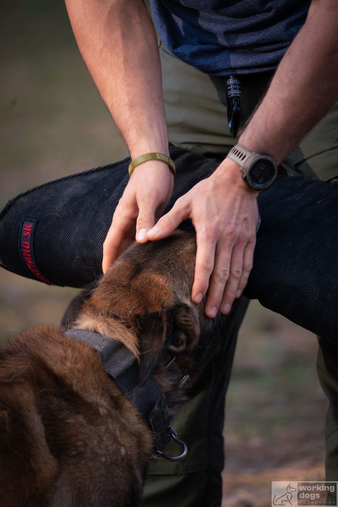 Close-up of hands petting a German Shepherd during an outdoor training session.
