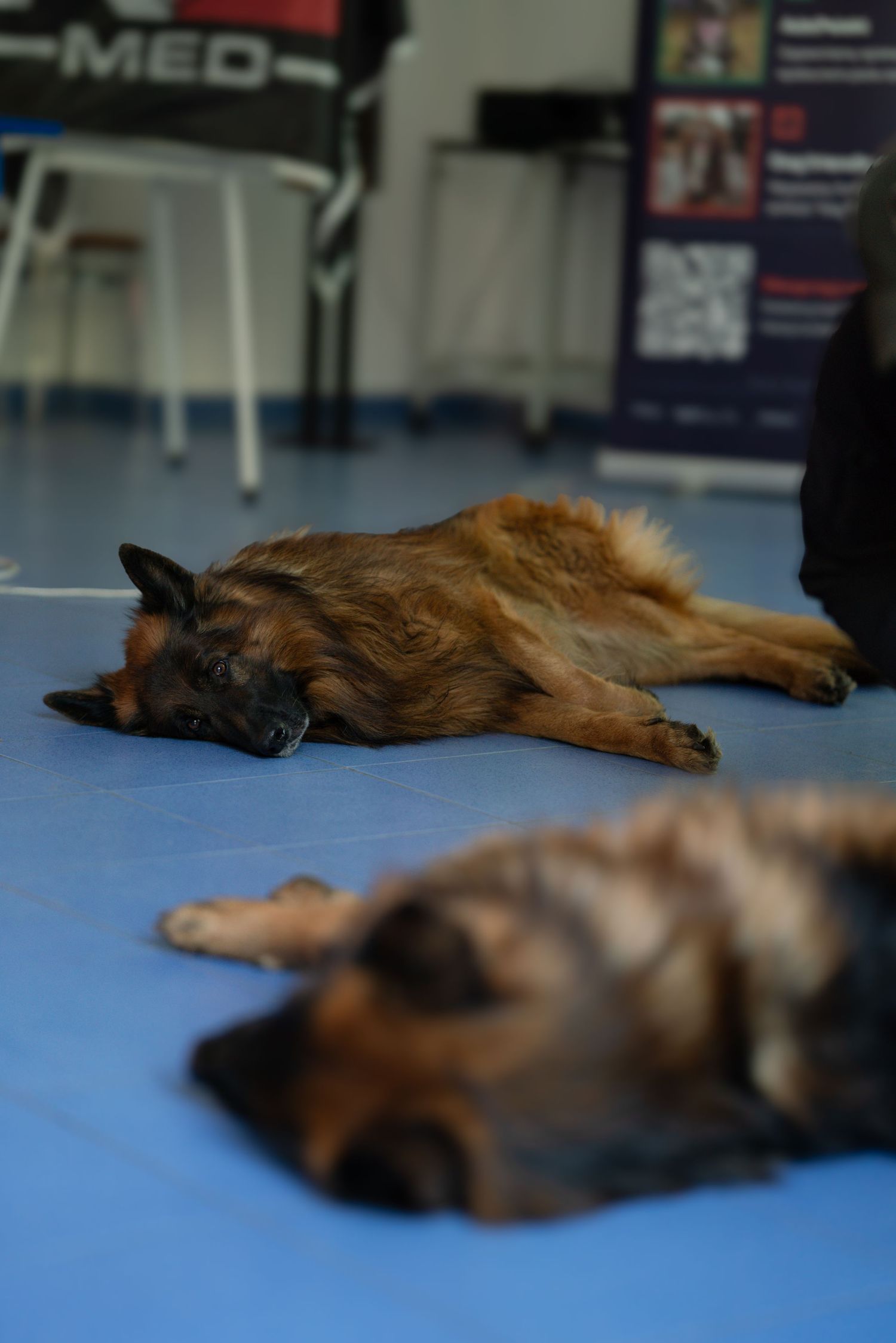 German Shepherd dogs resting on blue training mats during rehabilitation.