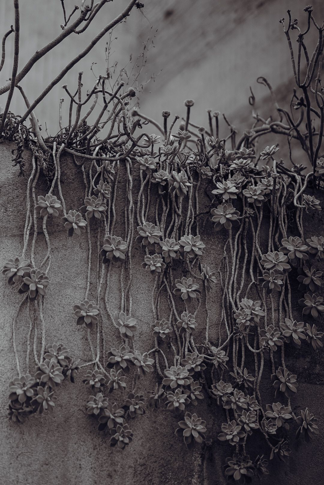 Black and white macro photo of dried vines and flowers climbing up a textured wall.