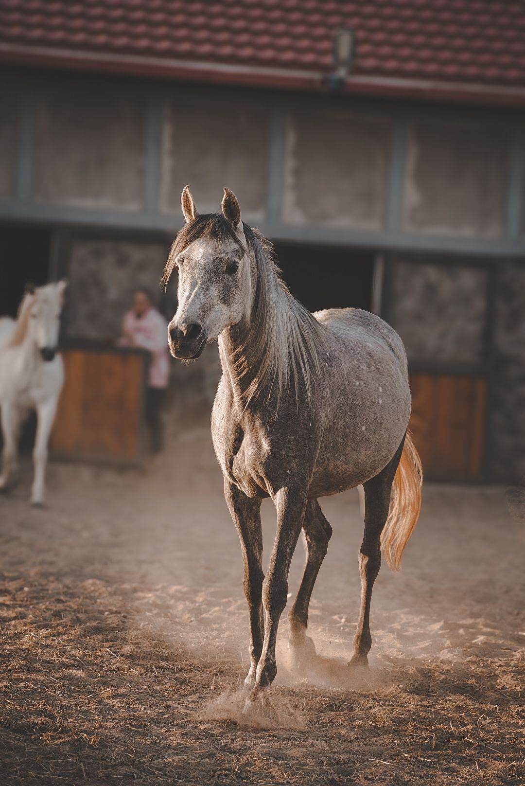A dappled grey horse standing proudly in a dusty paddock near stables.