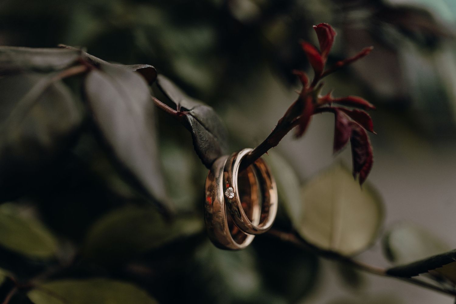 Two gold wedding rings hang on a delicate plant branch with dark leaves in soft natural light.