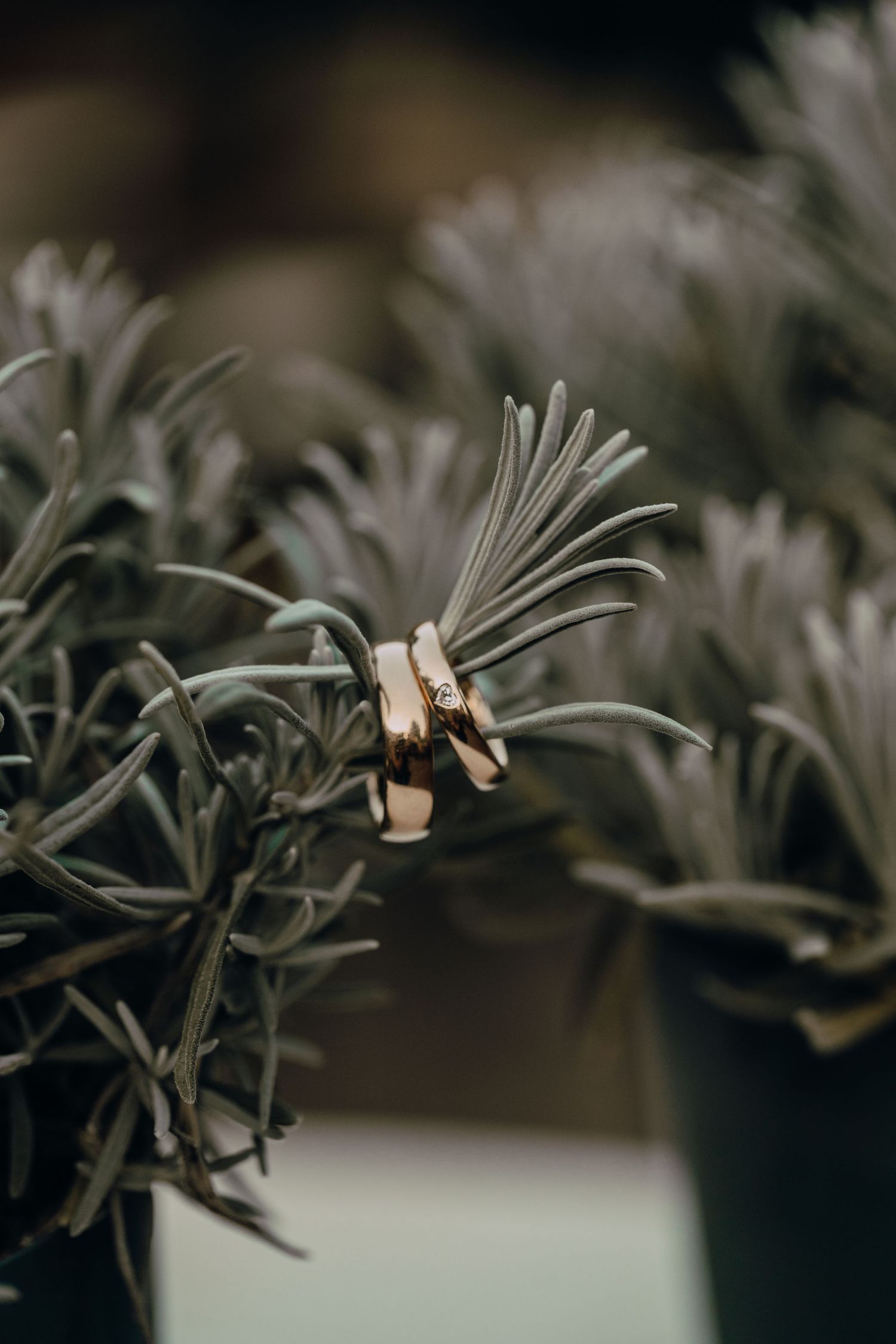 Wedding rings rest delicately on green foliage branches, creating an artistic macro photography shot in natural light.