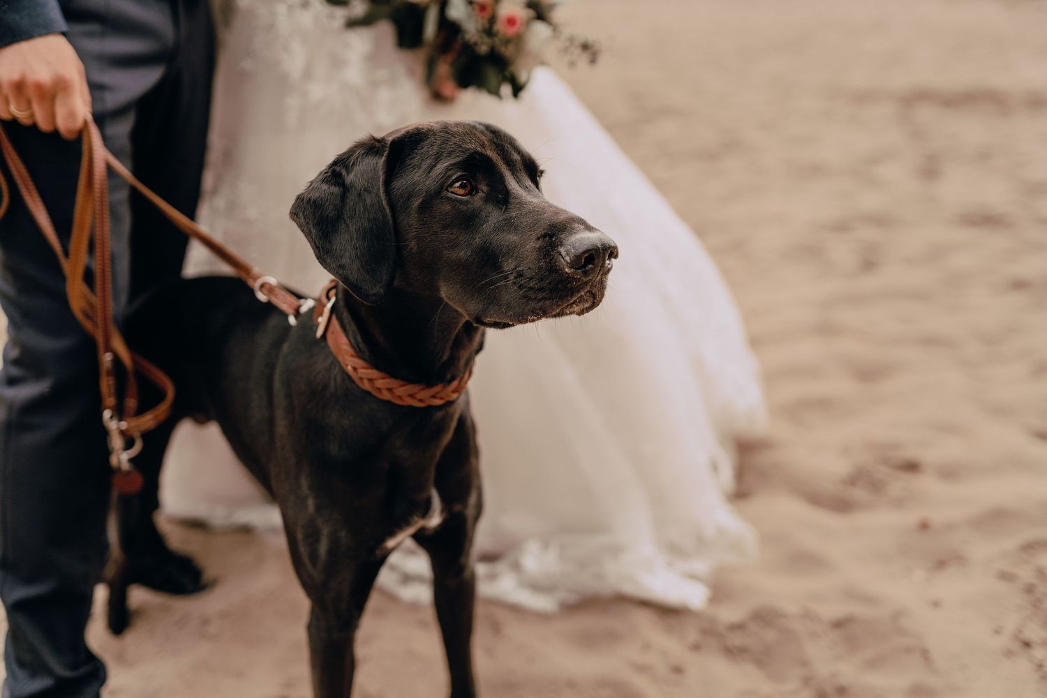 Black Labrador dog wearing an orange collar stands attentively on a sandy beach next to a flowing white wedding dress.