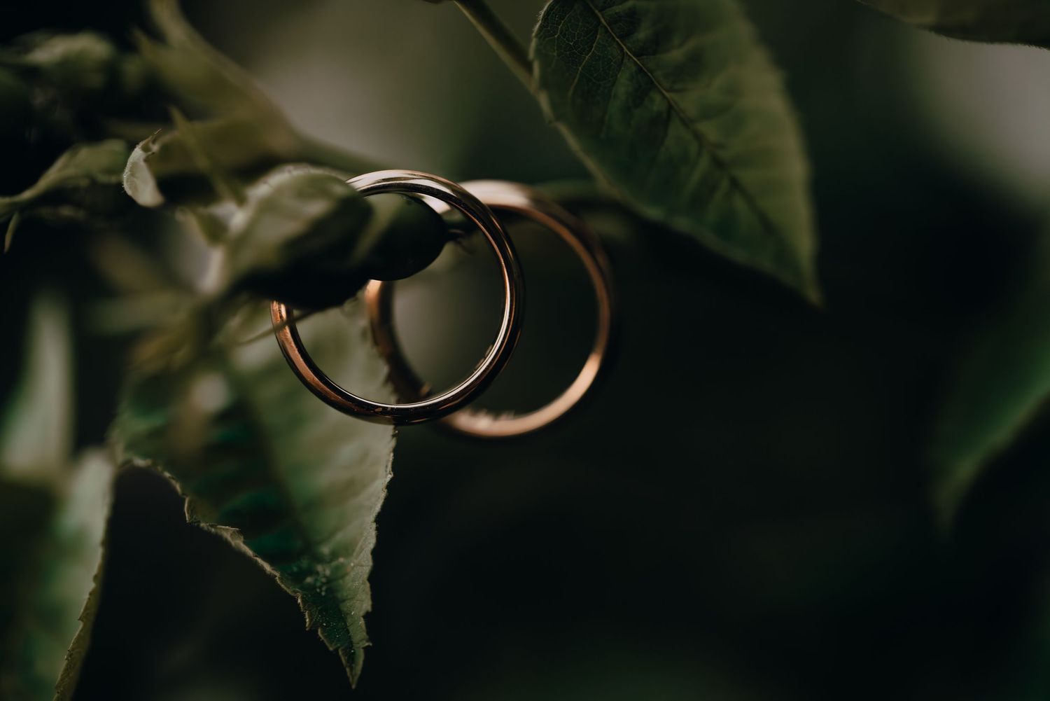 Wedding rings photographed artistically against dark green foliage.