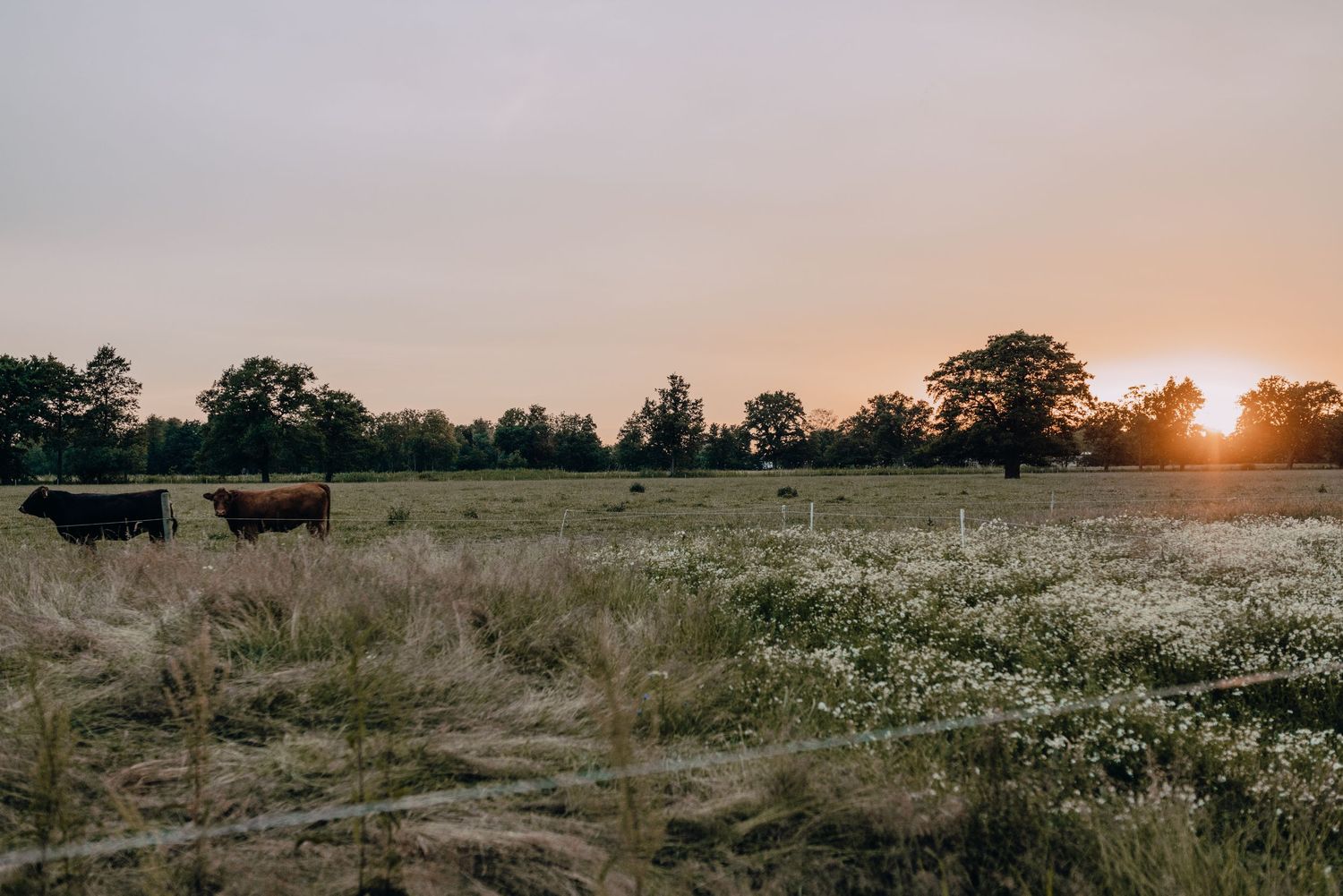 Silhouetted cows graze in a misty field during golden sunset.