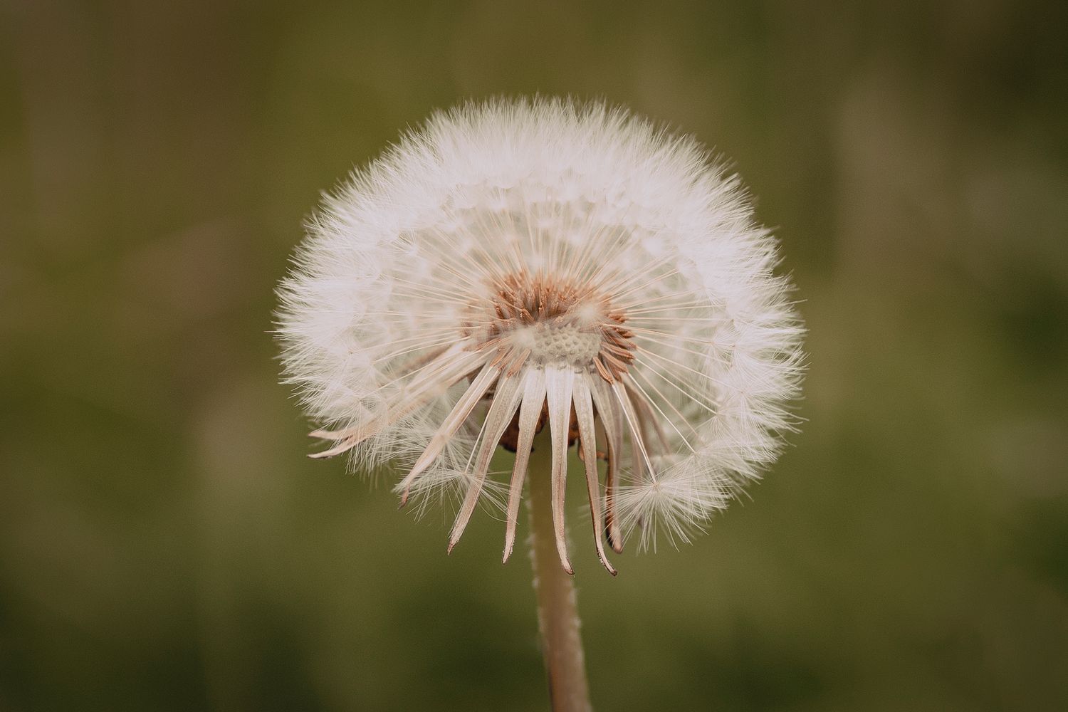 A delicate white dandelion seed head with fluffy seeds ready to be blown away in soft focus against blurred green background.