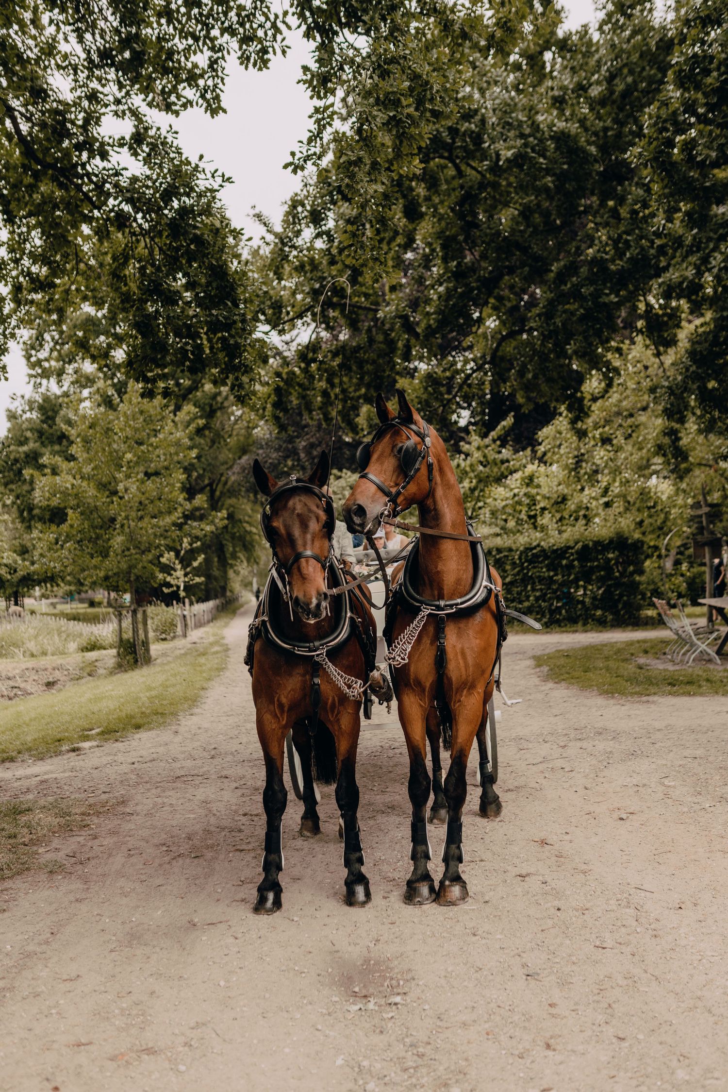 Two majestic horses in harnesses stand together on a dirt path surrounded by green trees on a sunny day.