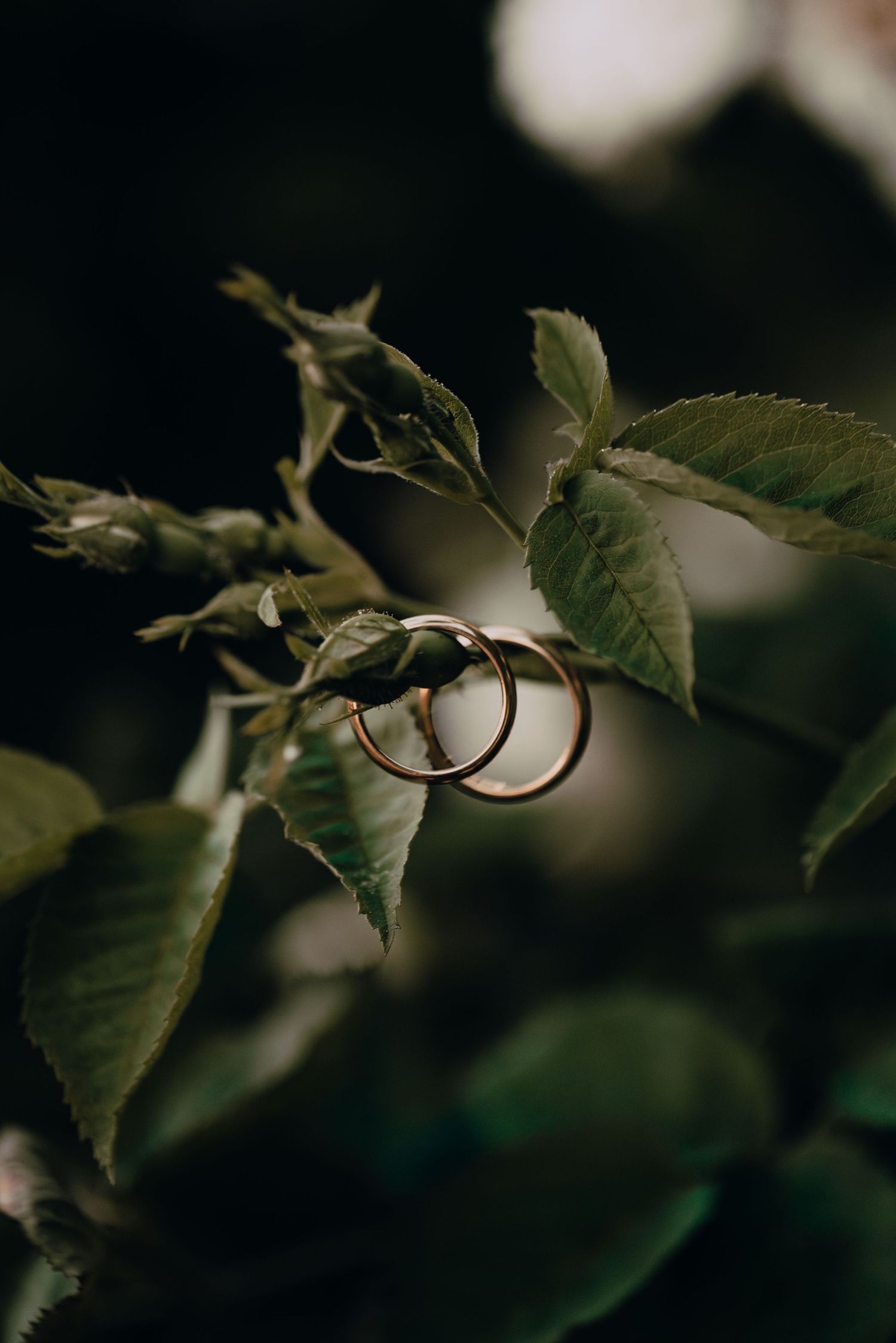 Gold wedding bands nestled among green leaves in dramatic lighting.