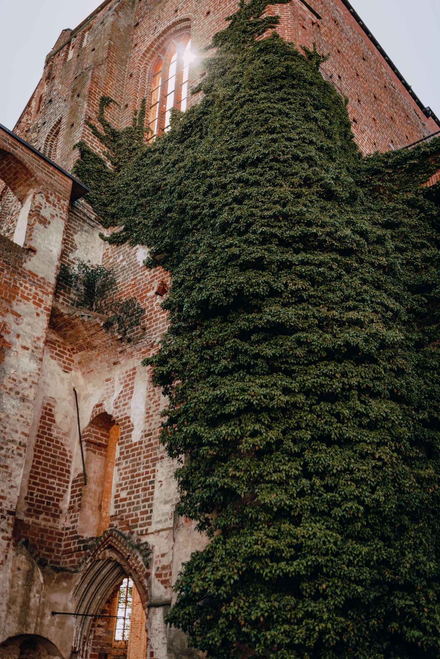 Ancient brick church ruins with gothic windows and ivy-covered walls create a romantic architectural backdrop.