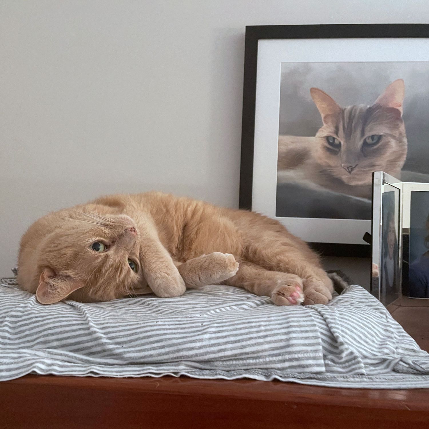 Orange cat lounging on a bookshelf with the framed cat portrait of him visible on the wall in background.