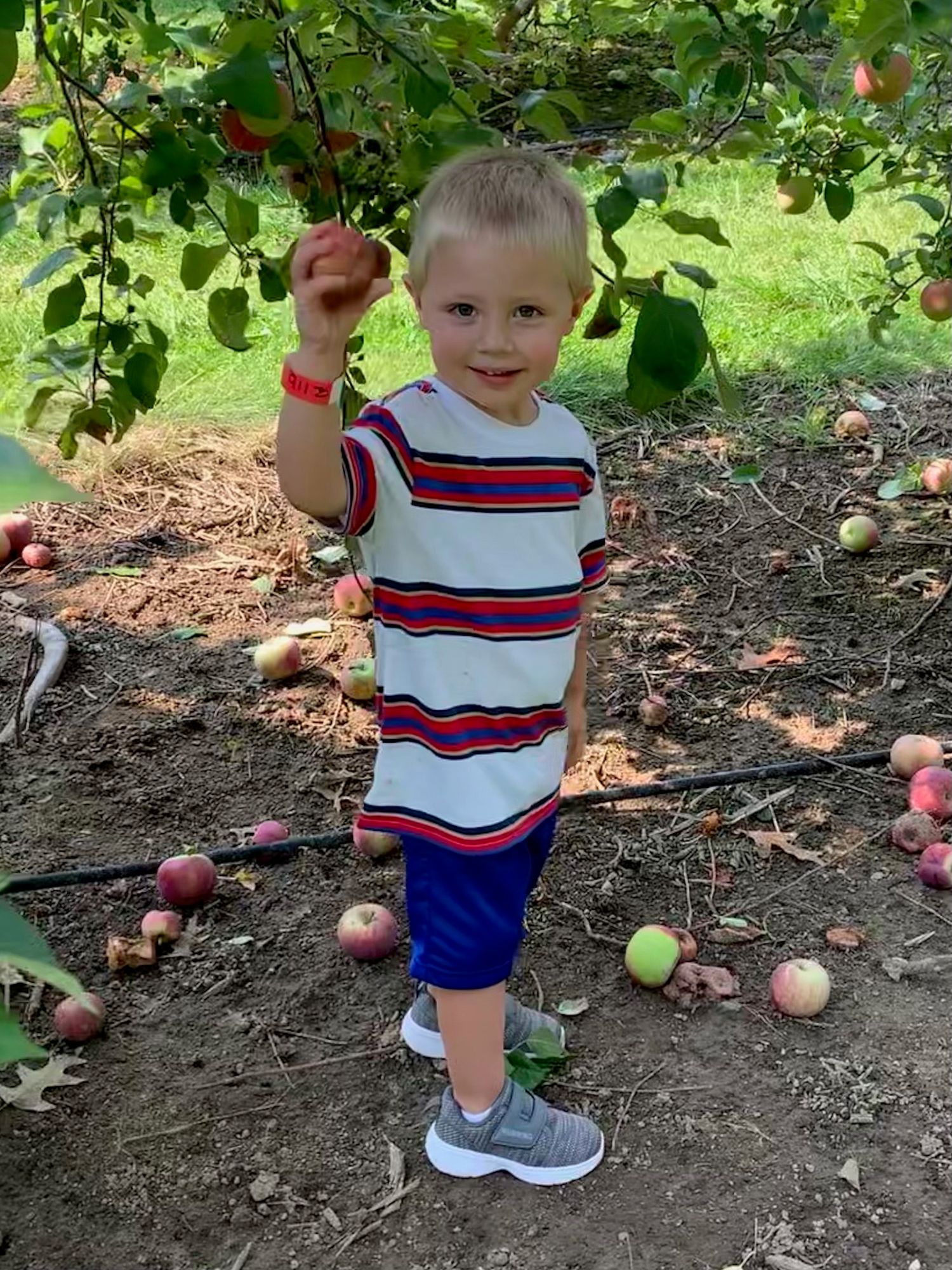 Young boy standing under an apple tree picking fruit in a striped shirt and blue shorts. Source photo for a painting.