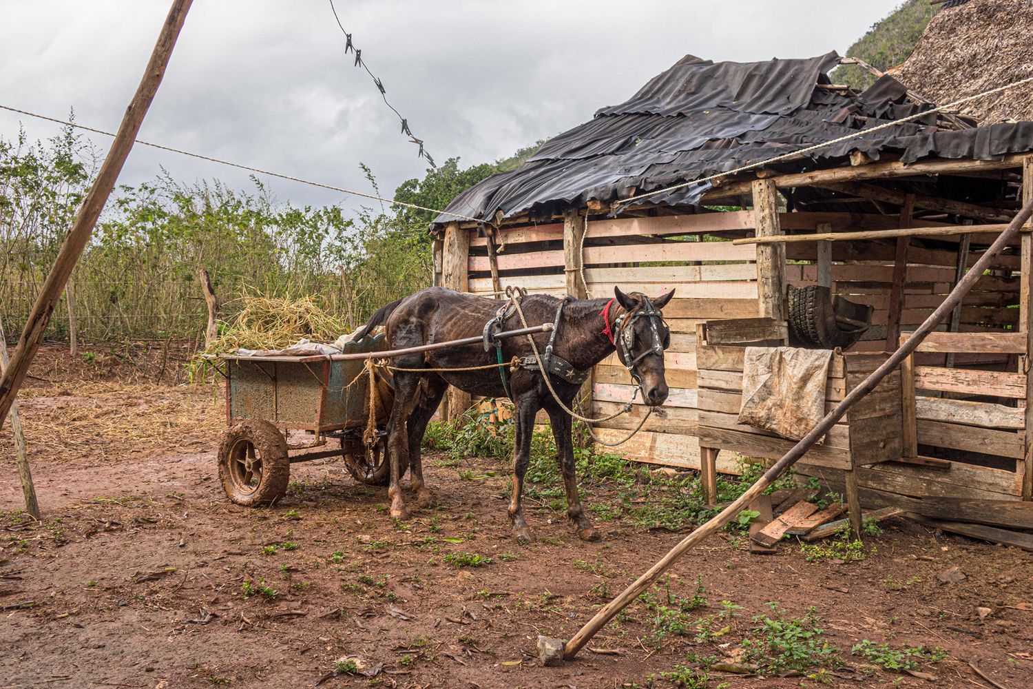 One of the travel photos used by Bobbie Bush for a personal painting from Cuba. A horse hitched to wooden cart, next to a wooden shack.