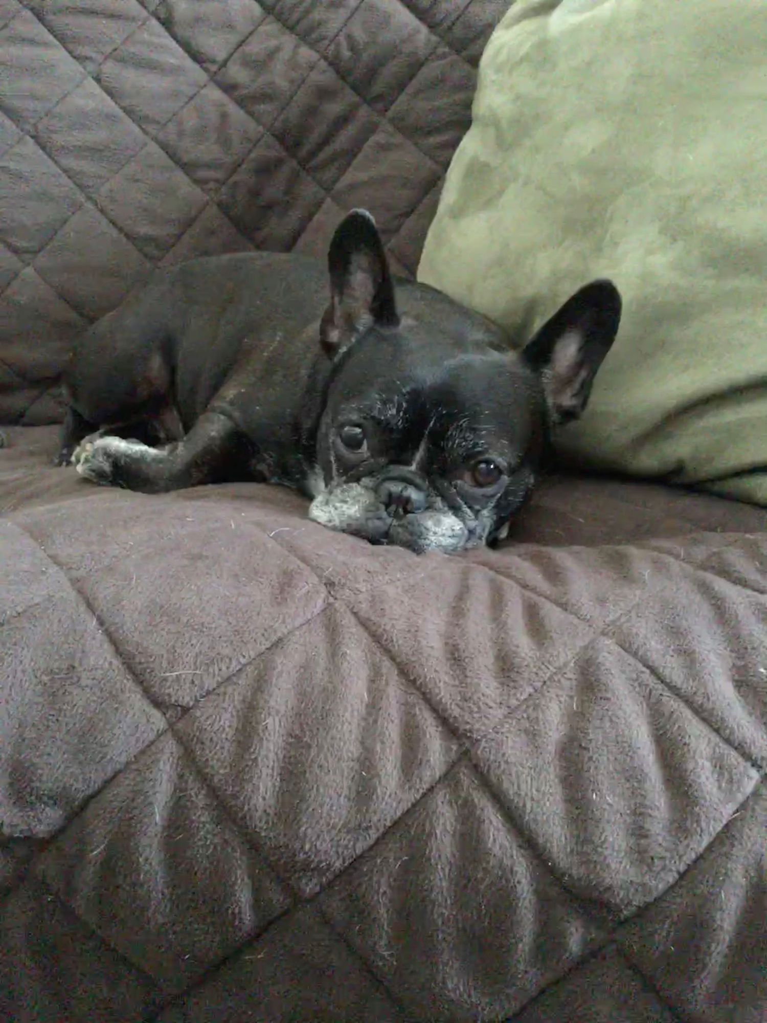 Reference photo of a french bulldog to be used for a pet portrait commission by Boston artist Bobbie Bush