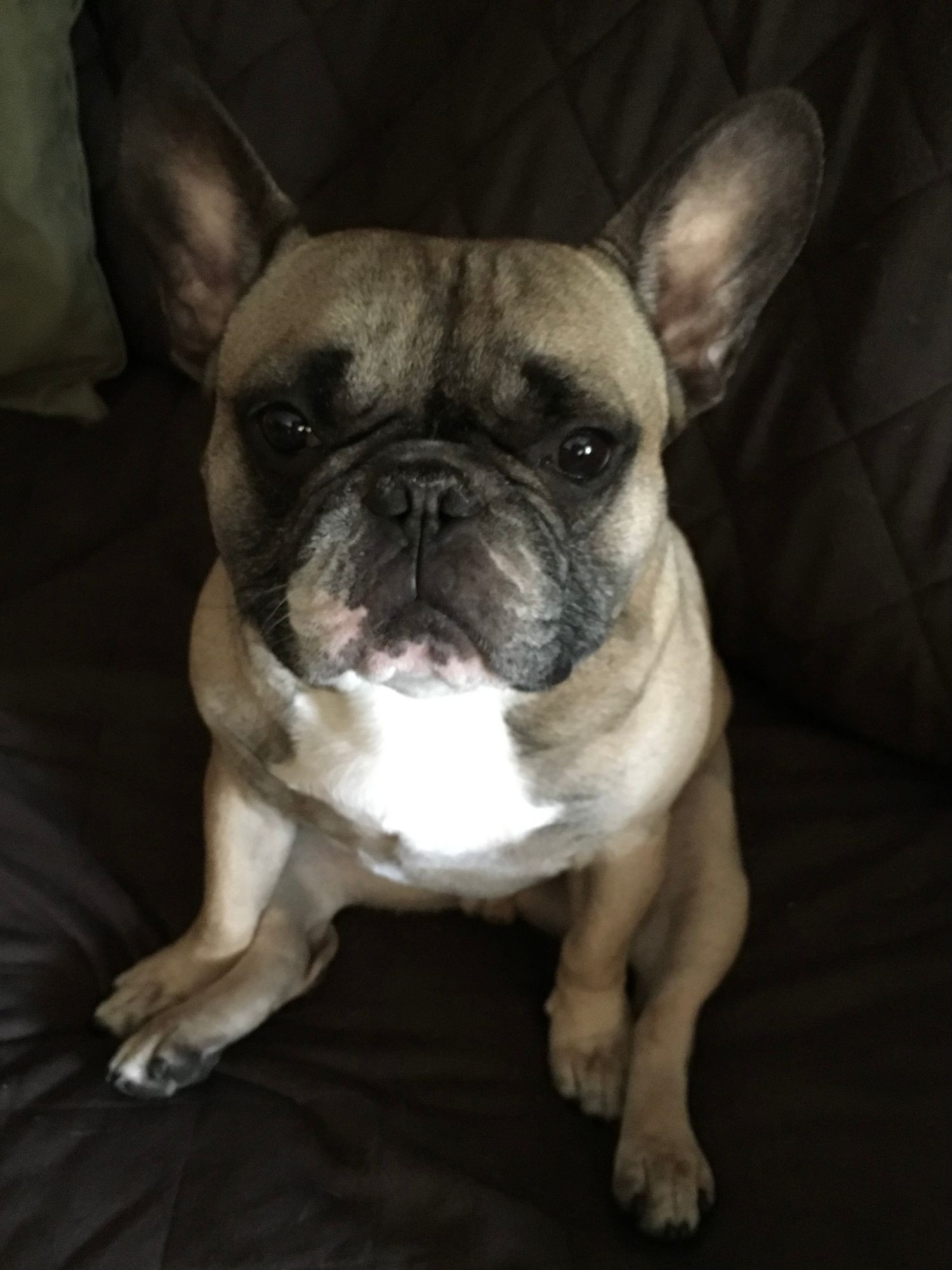 Reference photo of a french bulldog to be used for a pet portrait commission by Boston artist Bobbie Bush