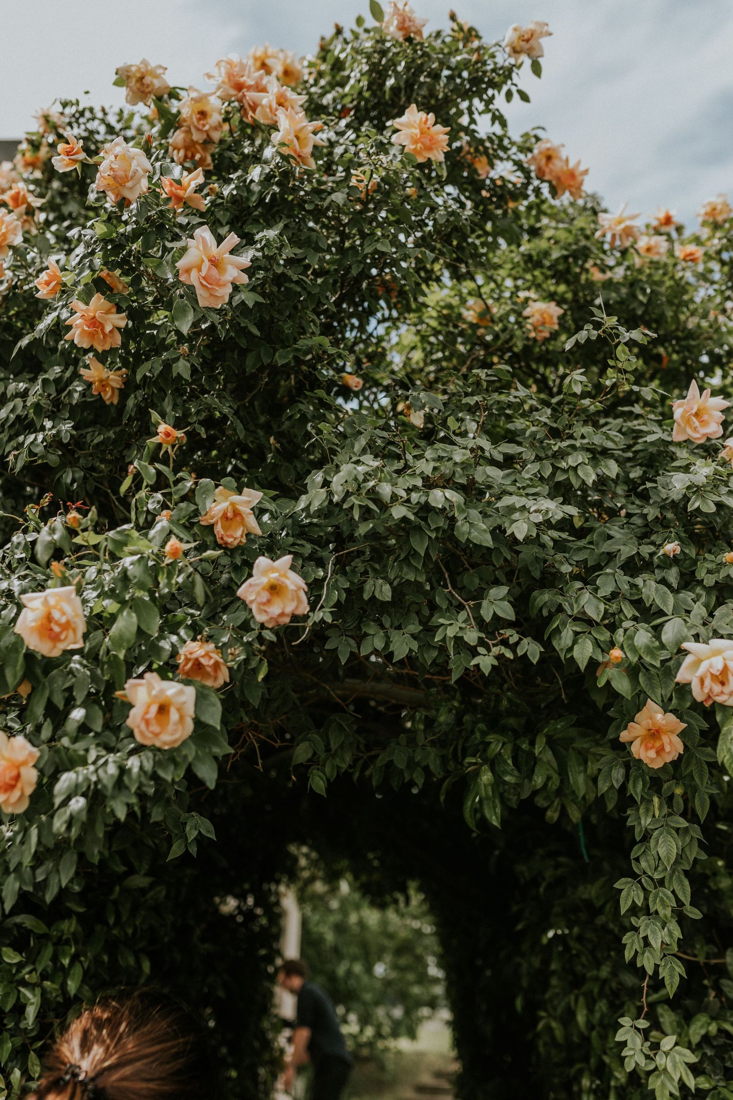 Romantic archway covered in blooming peach and orange climbing roses with green foliage against a soft cloudy sky.