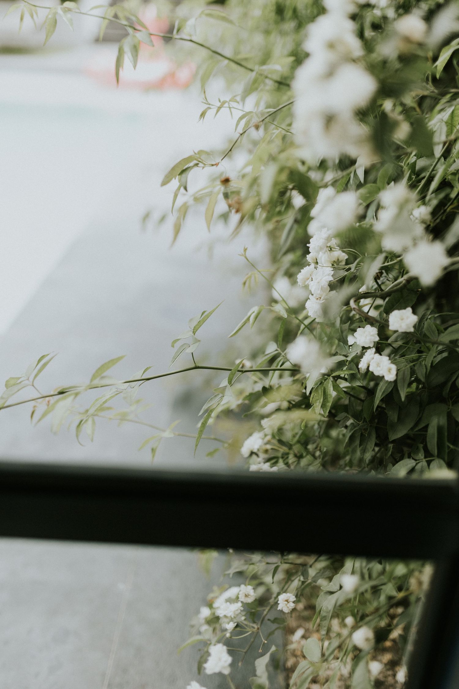White flowering shrubs and green foliage beside a pool with a stone ledge in soft focus.