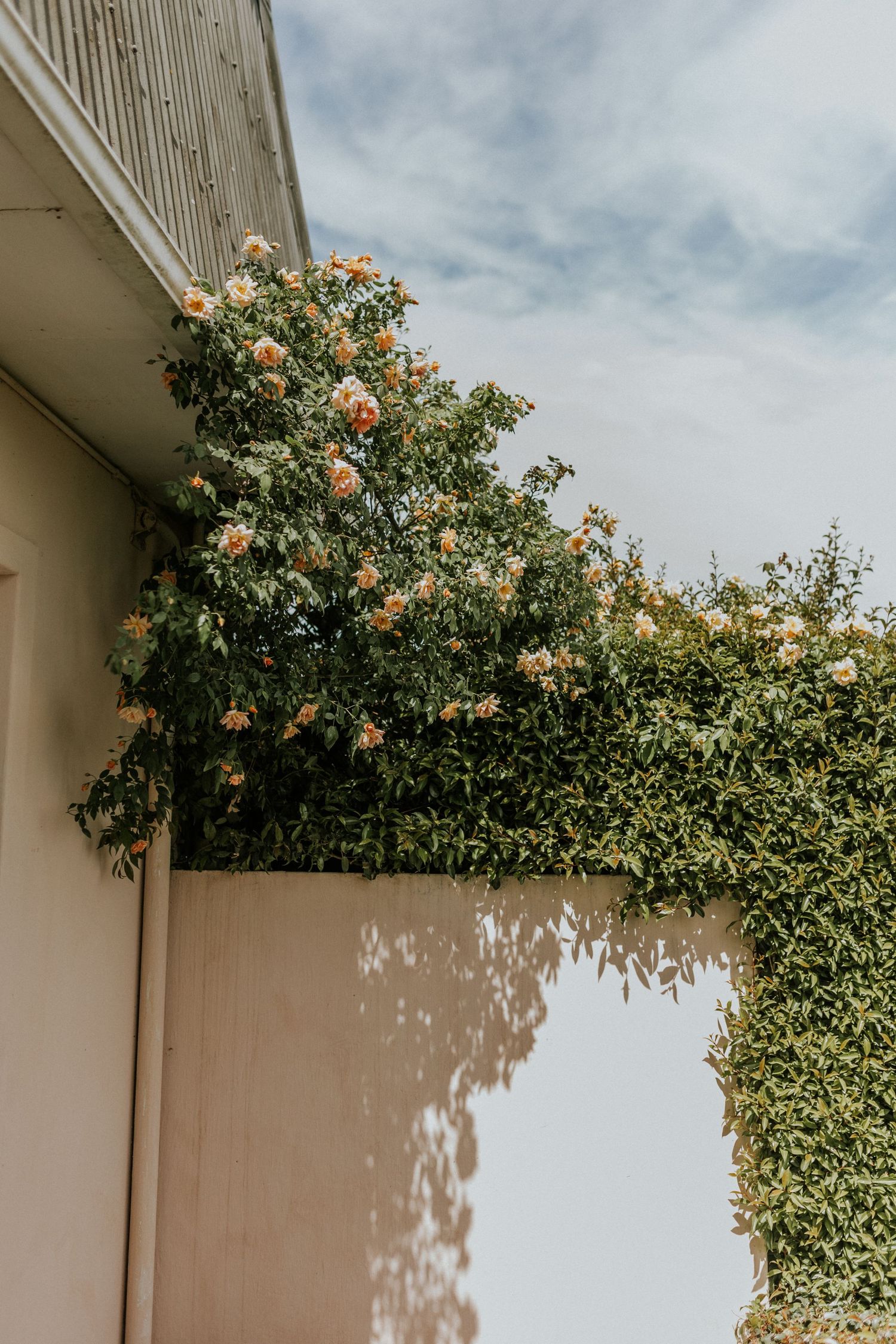 Peach climbing roses and green ivy cascading over a cream stucco wall corner against a soft blue cloudy sky.