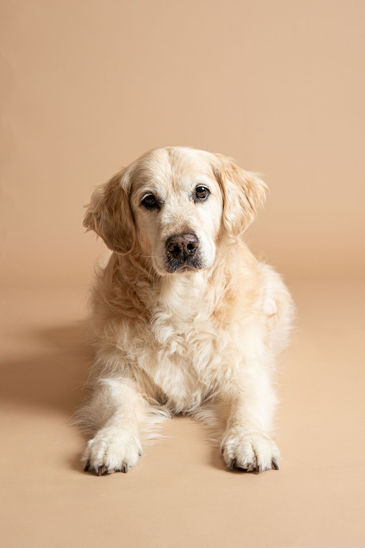A golden retriever dog with light cream-colored fur lying down on a beige background in a studio setting.